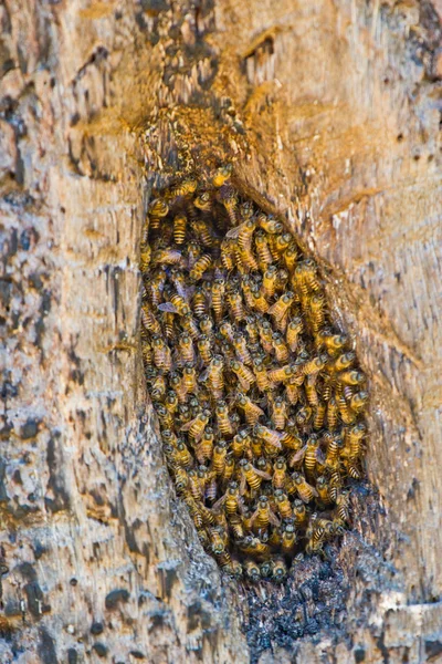 Close up view of the working bees on honeycells. — Stock Photo, Image