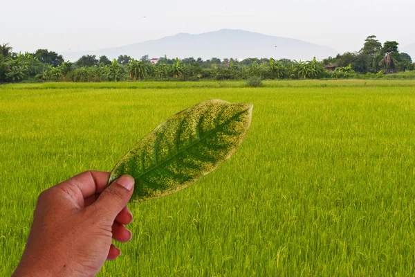 Yeşil paddy yaprak dokunmadan el. — Stok fotoğraf