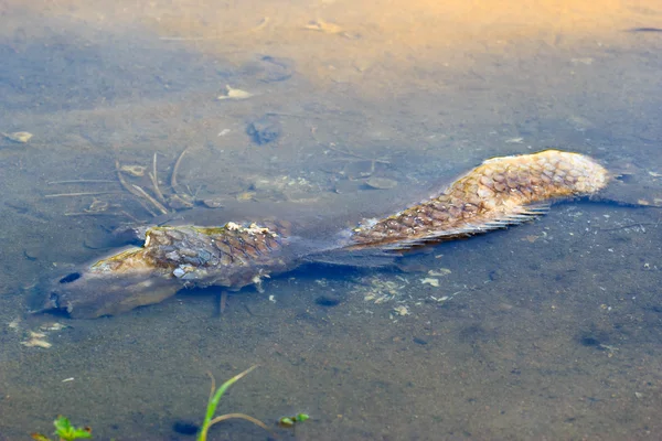 Dead fish caused by water pollution — Stock Photo, Image