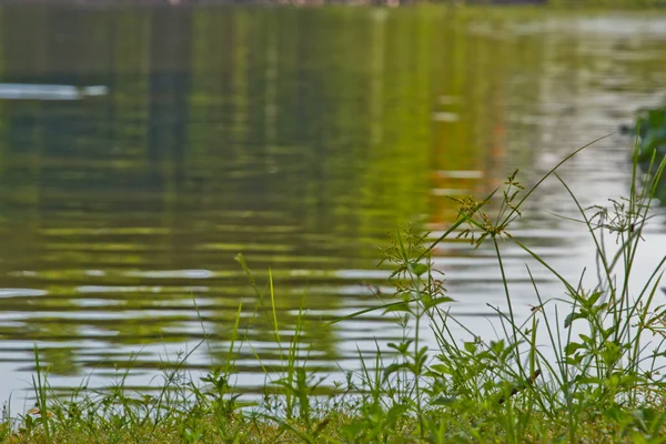 Vattenväxter och dragonfly — Stockfoto