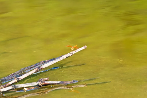 Aquatische planten en dragonfly — Stockfoto