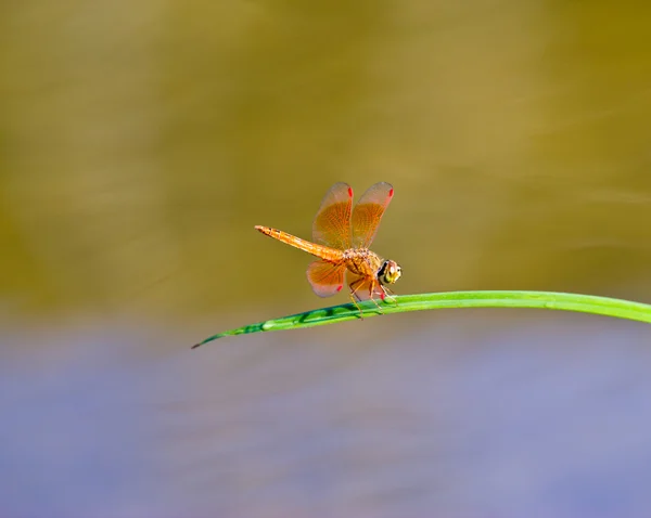 Wasserpflanzen und Libellen — Stockfoto