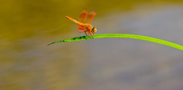 Wasserpflanzen und Libellen — Stockfoto