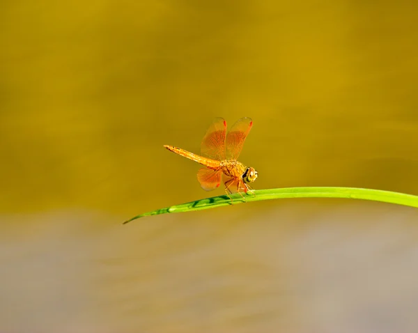 Wasserpflanzen und Libellen — Stockfoto