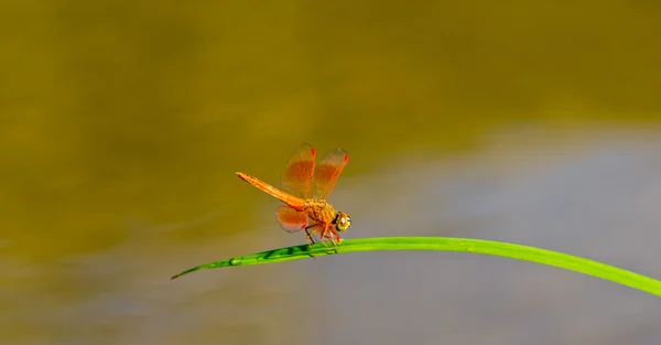 Plantas Aquáticas e Libélula — Fotografia de Stock