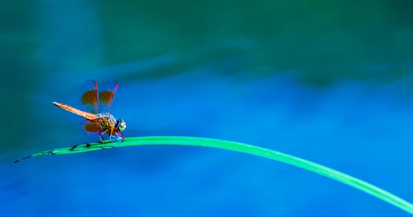 Aquatische planten en dragonfly — Stockfoto