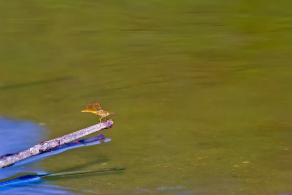 Aquatic Plants and Dragonfly — Stock Photo, Image