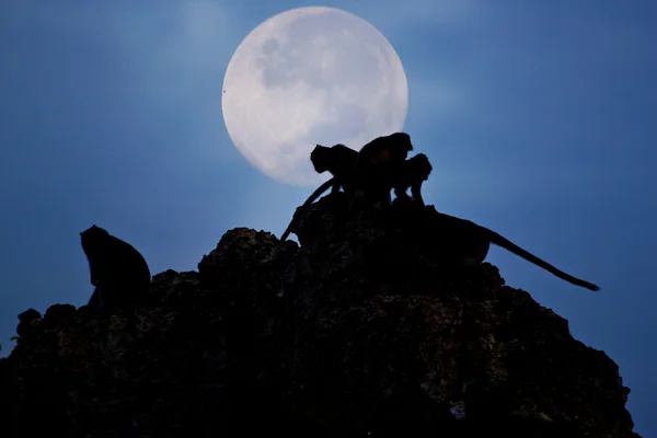 Crab-eating macaque Monkey see moon — Stock Photo, Image