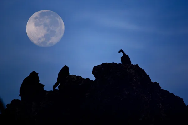 Crab-eating macaque Monkey see moon — Stock Photo, Image