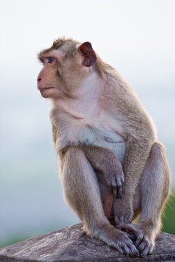 Yengeç yiyen makak maymunu