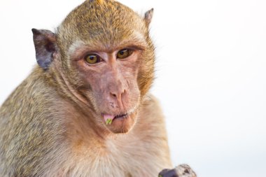 Crab-eating macaque Monkey clipart