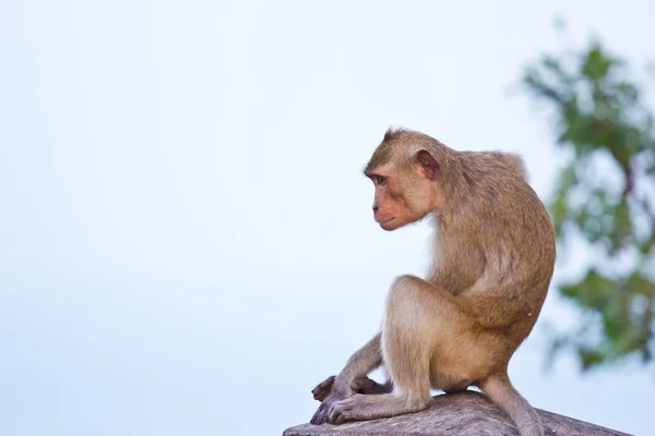 Krab jíst makak opice — Stock fotografie