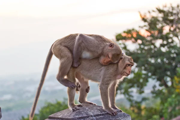 Crab-eating macaque Monkey — Stock Photo, Image