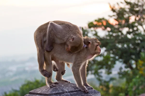 Crab-eating macaque Monkey — Stock Photo, Image