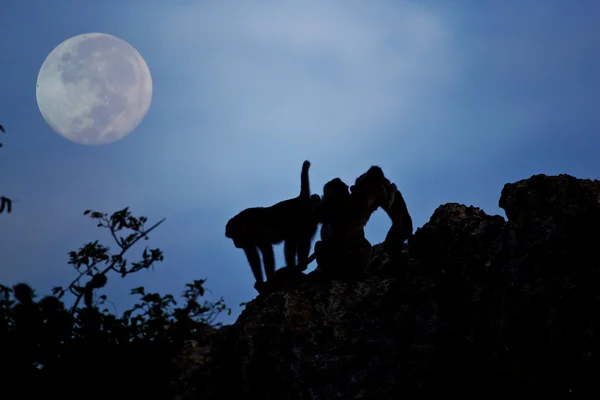 Crab-eating macaque Monkey see moon — Stock Photo, Image