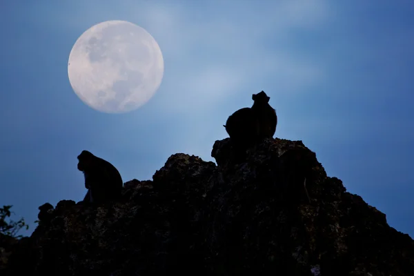 Crab-eating macaque Monkey see moon — Stock Photo, Image