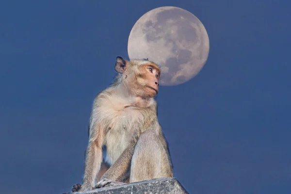 Crab-eating macaque Monkey see moon — Stock Photo, Image