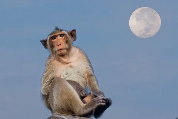 Crab-eating macaque Monkey see moon — Stock Photo, Image