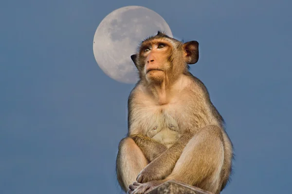 Krabbenetende makaak monkey — Stockfoto