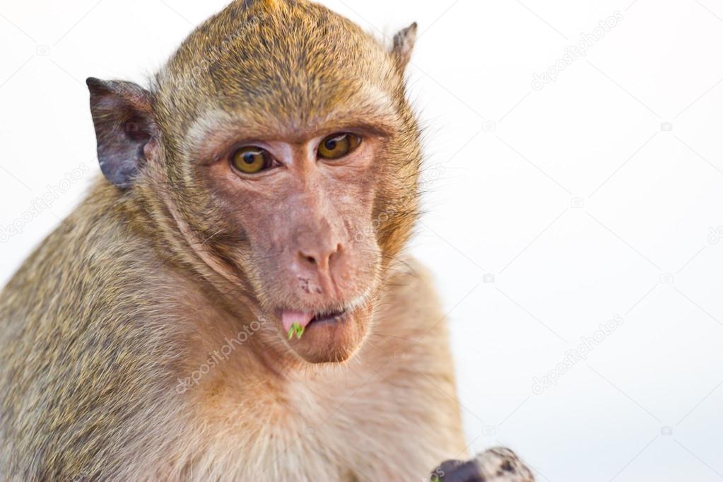 Crab-eating macaque Monkey