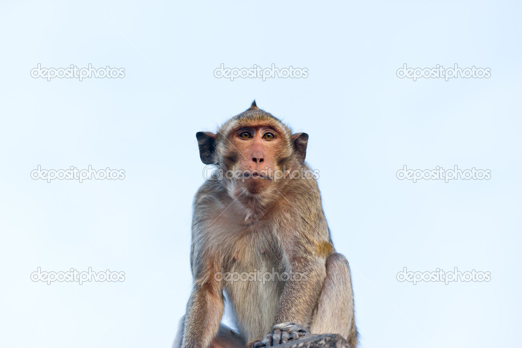 Crab-eating macaque Monkey see moon