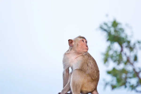 Crab-eating macaque Monkey — Stock Photo, Image