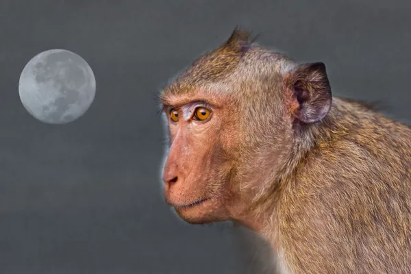 Crab-eating macaque Monkey see moon — Stock Photo, Image