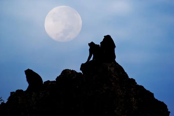 ลิงกินปู มะกอก เห็นดวงจันทร์ — ภาพถ่ายสต็อก