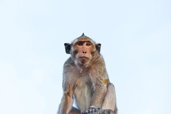 Crab-eating macaque Monkey see moon — Stock Photo, Image