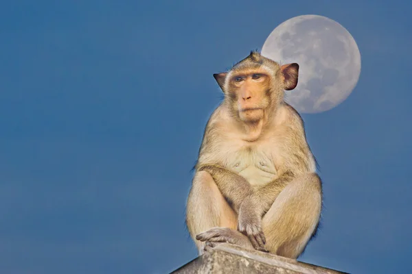 Crab-eating macaque Monkey see moon — Stock Photo, Image