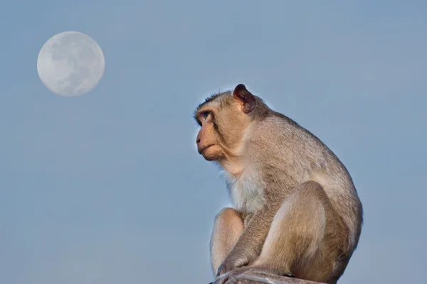 Crab-eating macaque Monkey see moon — Stock Photo, Image