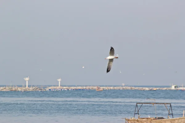 Gabbiani che volano — Foto Stock