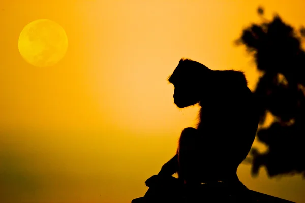 Crab-eating macaque Monkey see moon — Stock Photo, Image