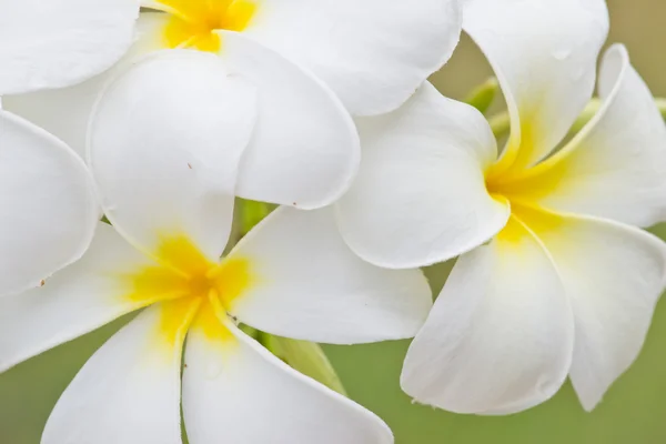 Frangipani, Живці квітів, Templetree, тайський квітів — стокове фото
