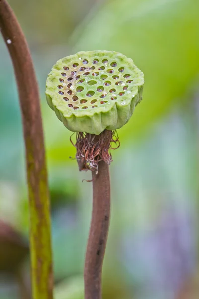 Lotus utsäde, lotusblad och blomma grön bakgrund. — Stockfoto