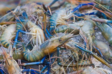 birçok siyah kaplan karides buzlu dondurma.