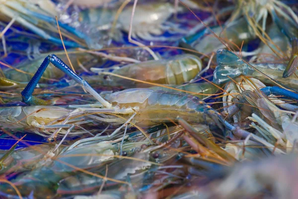 Molti gamberi neri tigre congelare con ghiaccio . — Foto Stock