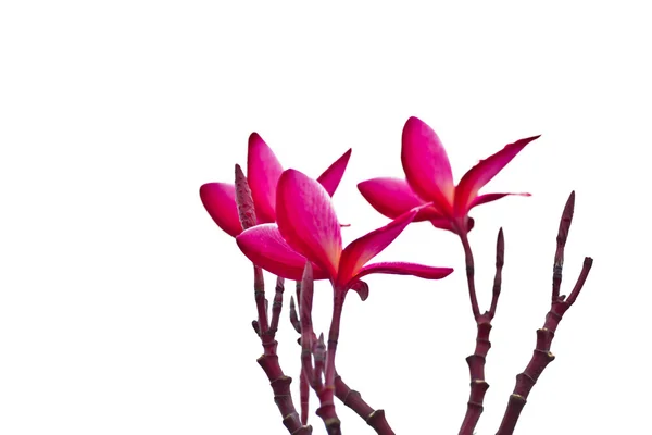 Pembe frangipani plumeria, templetree, Tayland çiçek — Stok fotoğraf