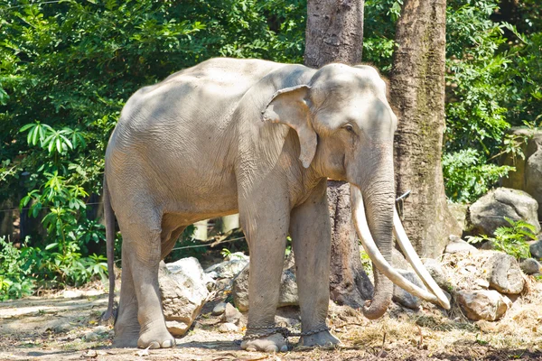 Ásia elefante sudeste Ásia Tailândia — Fotografia de Stock