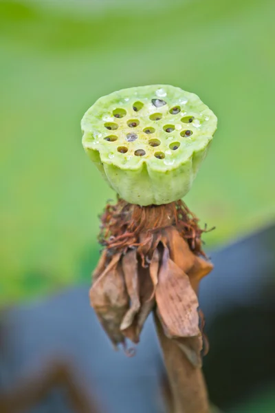 Yeşil arka plan Lotus tohum, lotus yaprak ve çiçek. — Stok fotoğraf