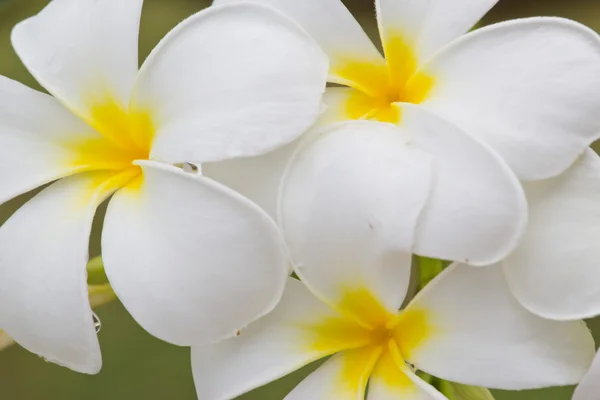 Frangipani, Plumeria, Templetree, Flor tailandesa —  Fotos de Stock