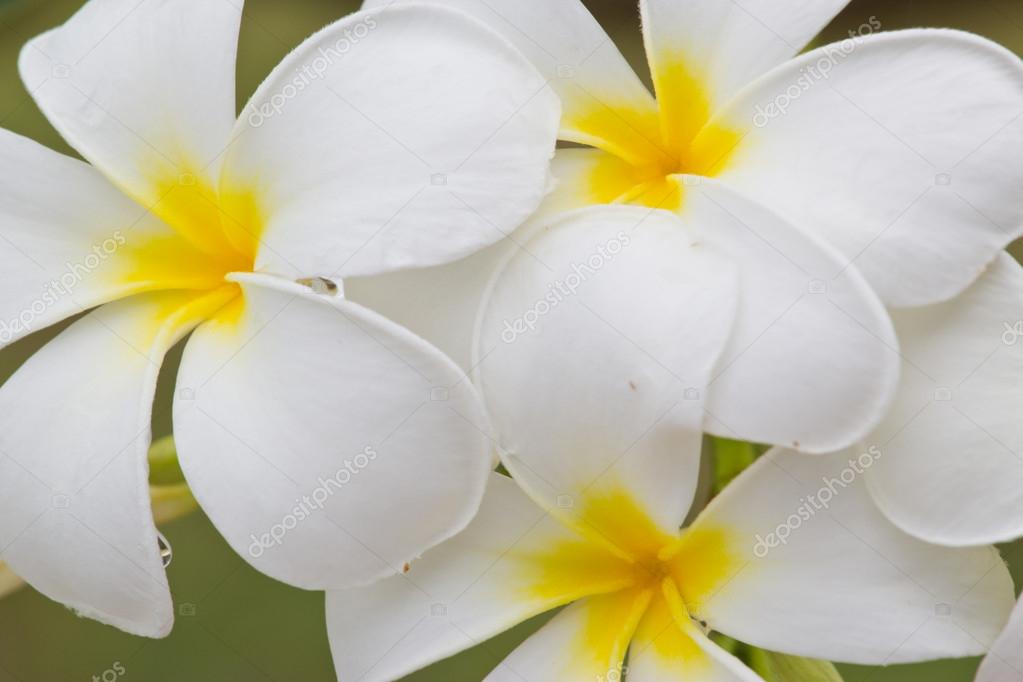 Thai Blumen Thai Blumen