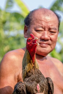 dövüş horozu o cholburi