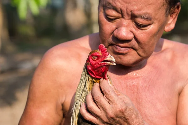 Fighting cock that Cholburi — Stock Photo, Image