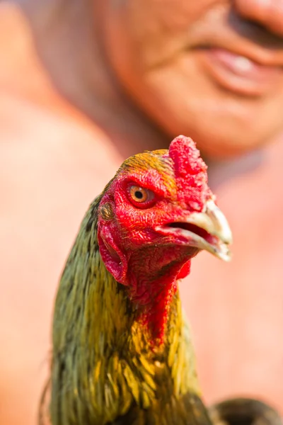 Lucha polla que Cholburi —  Fotos de Stock