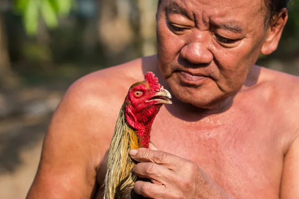 Lucha polla que Cholburi — Foto de Stock