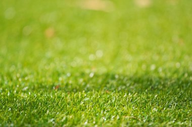 seçici odak ve güzel doğal bokeh ile atış yukarıya kapatmak