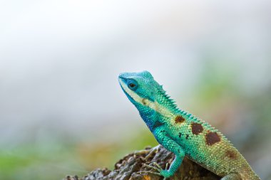 Doğal mavi iguana