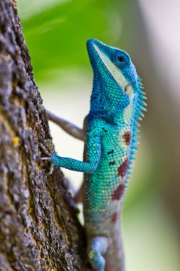 ağaç dalı üzerinde mavi iguana
