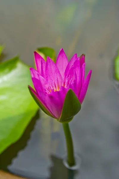 Blossom lotus flower in Japanese pond focus on flower — Stock Photo, Image